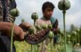 ممنوعیت کشت خشخاش در کشور افغانستان,گران شدن مواد مخدر در ایران