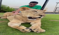 فیلم/ اوقات فراغت سعید عزت‌اللهی همراه با یک قلاده شیر!