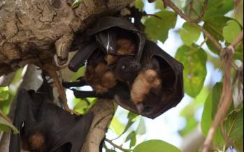 خفاش,تقلید خفاش از زنبور برای دوری از شکارچیان
