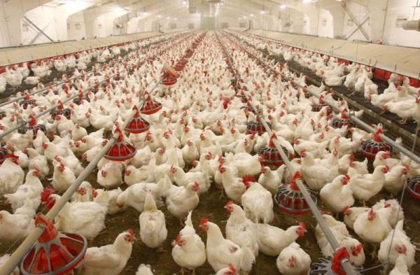مازاد تولید مرغ ا,مدیرعامل اتحادیه مرغداران گوشتی کشور