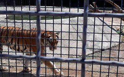 مرگ کیجا ماده پلنگ ایرانی مستقر در باغ‌وحش ارم,بغ وحش ایران