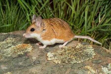 بیماری آبله موش,آبله موش چیست