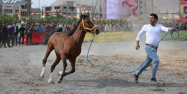 پرورش‌دهندگان اسب,وزارت ورزش