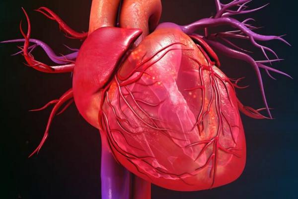 قلب قلب,ترمیم قلب پس ازحمله قلبی