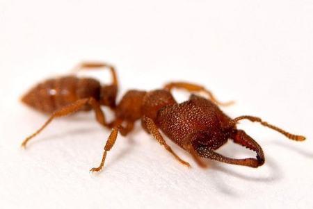 مورچه,تشخیص سرطان