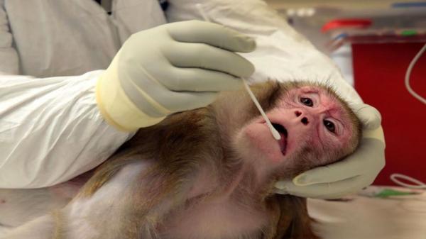 آبله میمون,واکسن آبله