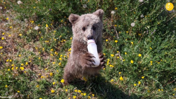 تصاویر بچه خرس و شیشه شیر,عکس های بچه خرس و شیشه شیر,تصاویری از یک خرس در حال خوردن شیر