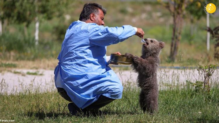 تصاویر بچه خرس و شیشه شیر,عکس های بچه خرس و شیشه شیر,تصاویری از یک خرس در حال خوردن شیر