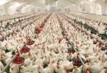 قیمت مرغ گوشتی,ورشکستگی صنعت مرغداری
