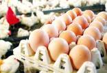 بازار مرغ و تخم مرغ,واردات مرغ و تخم مرغ از عراق