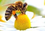 استخراج زهر زنبور عسل,زنبور