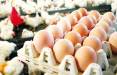 بازار مرغ و تخم مرغ,واردات مرغ و تخم مرغ از عراق