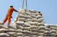 صادرات برنج,ممنوعیت صادرات برنج