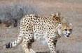 یوزپلنگهای ایرانی, تشریح وضعیت یوزهای باقی مانده در زیستگاه
