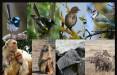 تکامل حیوانات,سرعت تکامل تطبیقی درحیات وحش