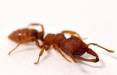 مورچه,تشخیص سرطان