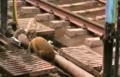 فیلم | تلاش بی‌وقفه یک میمون برای بازگرداندن دوستش از مرگ!
