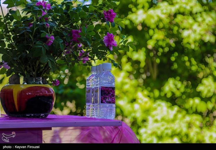تصاویر جشنواره گلاب‌گیری در روستای امروله سنندج,عکس های جشنواره گلاب گیری در سنندج,تصاویری از جشنواره گلاب گیری در امروله