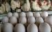 حذف تعرفه صادرات تولیدکنندگان مرغ و تخم‌مرغ,صاردات