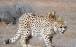 یوزپلنگهای ایرانی, تشریح وضعیت یوزهای باقی مانده در زیستگاه