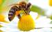 استخراج زهر زنبور عسل,زنبور