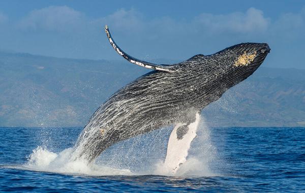 کشف لاشه یک نهنگ در سواحل چابهار ,لاشه نهنگ