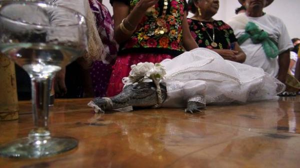 ازدواج یک شهردار مکزیکی با یک تمساح,ازدواج با تمساح