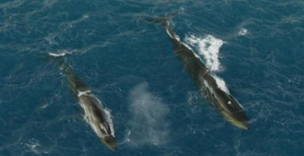 نهنگ,احیای یک گونه در حال انقراض نهنگ