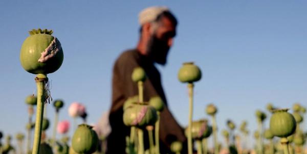 کشت خشخاش در افغانستان,افزایش کشت خشخاش در افغانستان