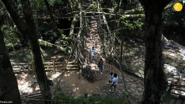 تصاویر پل‌های ریشه‌ای زنده,عکس های پل‌های ریشه‌ای زنده در هند,تصاویر پل ریشه ای در کشور هند