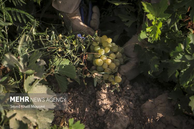 تصاویر برداشت انگور از تاکستان های غزاویه,عکس های برداشت انگور در تاکستان غزاویه,تصاویر انگور در تاکستان غزاویه