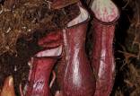 گیاه گوشت خوار,کشف گیاه گوشت خوار در اندونزی