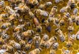 رقص زنبور,تقلید از رقص زنبورها برای برقراری ارتباط میان ربات‌ها