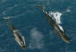 نهنگ,احیای یک گونه در حال انقراض نهنگ