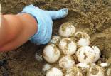 لاک پشت دریایی,نجات لاک‌پشت‌های دریایی با استفاده از تخم‌های مصنوعی مجهز به ردیاب