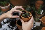 باغبانی,بهبود سلامت روان با باغبانی