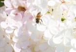 زنبورعسل,شناسایی میکروب باکتریایی خاص ناجی جان زنبورهای عسل