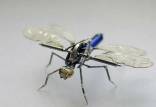 حشرات رباتیک,ابداع حشرات رباتیک با ردیابی سریع