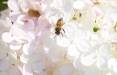 زنبورعسل,شناسایی میکروب باکتریایی خاص ناجی جان زنبورهای عسل