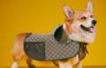 نخستین مجموعه گوچی برای حیوانات خانگی,لباس های مخصوص حیوانات