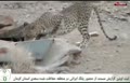فیلم/ ثبت ‌حضور پلنگ ایرانی در کوه سعدی ‌کرمان