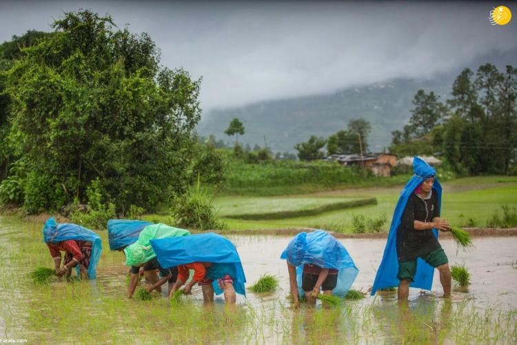 تصاویر جشن شالیکاران نپالی,عکس هایی از جشن شالیکاران نپالی همزمان با فصل کشت برنج,تصاویر برداشت برنج در نپال