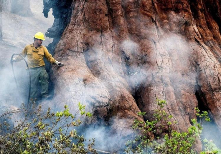 تصاویر کهن‌سال‌ترین درختان سرخ‌چوب جهان در آستانه سوختن,عکس های آتش گرفتن کهن‌سال‌ترین درختان سرخ‌چوب جهان,تصاویری از کهن‌سال‌ترین درختان سرخ‌چوب جهان در آمریکا