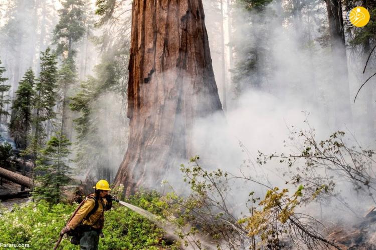 تصاویر کهن‌سال‌ترین درختان سرخ‌چوب جهان در آستانه سوختن,عکس های آتش گرفتن کهن‌سال‌ترین درختان سرخ‌چوب جهان,تصاویری از کهن‌سال‌ترین درختان سرخ‌چوب جهان در آمریکا