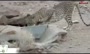 فیلم/ ثبت ‌حضور پلنگ ایرانی در کوه سعدی ‌کرمان