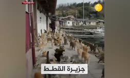 فیلم/ جزیره گربه‌ها