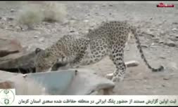 فیلم/ ثبت ‌حضور پلنگ ایرانی در کوه سعدی ‌کرمان