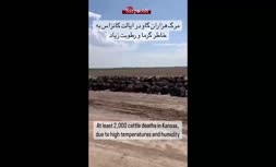 فیلم/ مرگ صدها گاو بر اثر گرمای شدید در آمریکا