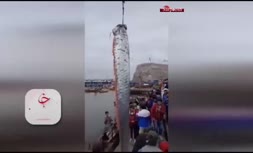 فیلم/ شکار بلندترین ماهی جهان