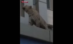 فیلم/ فخر فروشی با باغ وحش های شخصی